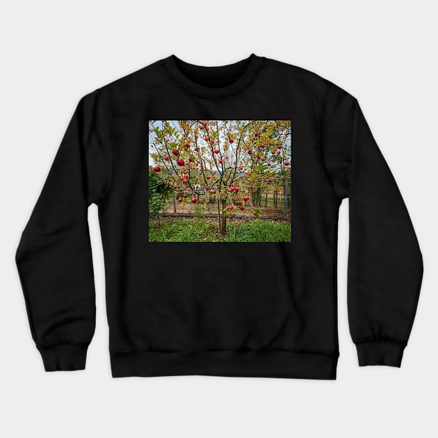 Apple tree in the orchard Crewneck Sweatshirt by naturalis